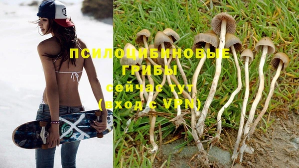 прущие грибы Михайловск